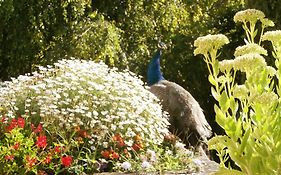 Les Demoiselles de Ladoix